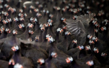 Grippe aviaire: la flambée épidémique continue, 4,6 millions de volailles abattues depuis août