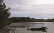 À Tahiti, la dernière sub-mangrove dans un état grave