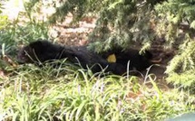 New York : émoi après la découverte d'un ourson mort à Central Park
