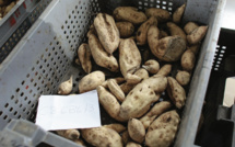 À Papara, la quête de la patate douce parfaite