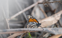 Les papillons monarques californiens reviennent de loin