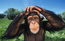 USA: les chimpanzés sont-ils légalement des personnes ?
