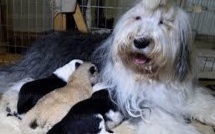 Une chienne adopte un lionceau dans un zoo en Pologne