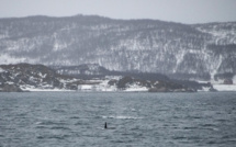 Norvège: une étude révèle le rôle des excréments de baleine dans l'écosystème