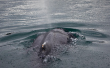 Bretagne: libérée, la baleine coincée dans la Rance fait route vers le large