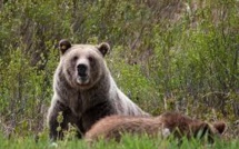 Un chasseur survit à l'attaque d'un grizzly...et aux balles de son sauveteur