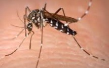 83 cas de chikungunya