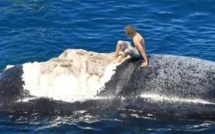 Un Australien s'excuse d'avoir "surfé" sur le cadavre d'une baleine