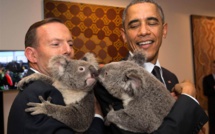 Au G20, l'Australie invente "la diplomatie du koala"