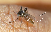 Les nouvelles  zones de traitement du chikungunya 