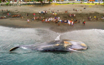 Un cachalot de 18 mètres s'échoue sur une plage de Bali