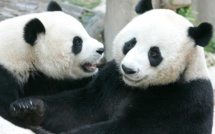La Thaïlande pleure Lin Hui, sa chère panda morte à 21 ans