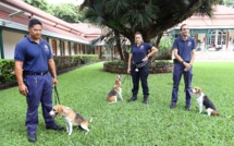 Les trois premiers chiens détecteurs de biosécurité sont arrivés à Tahiti