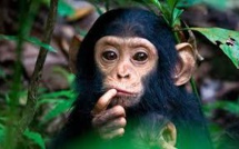 Les chimpanzés ne sont pas des personnes, tranche une cour new-yorkaise