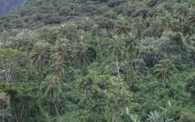 Réchauffement climatique : les espèces endémiques du fenua en danger