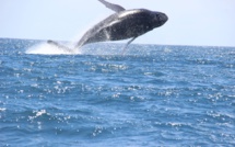 ​Les premières baleines à bosse observées à Makatea
