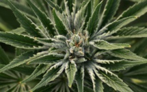 Une nouvelle législation sur le cannabis dans les tuyaux