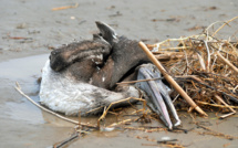 Mexique: La mort massive d'oiseaux de mer probablement liée au réchauffement du Pacifique
