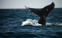 Huit Danois secourus après la collision de leur voilier avec une baleine dans le Pacifique