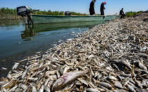 Irak: des "tonnes" de poissons morts échoués sur les bords d'une rivière