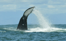 Colombie: rare vidéo d'une tétée de baleineau