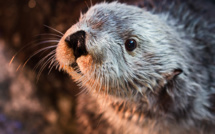 Pirate! En Californie, une loutre de mer détrousse les surfeurs de leurs planches