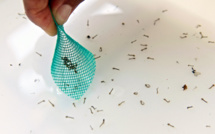 En Guadeloupe, les autorités sanitaires alertent sur l'émergence foyers de dengue "à caractère expansif"