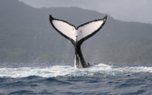 Whale watching, le Pays va autoriser le même nombre de prestataires que l'an passé