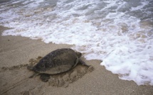 ​Saisie de 17 kilos de viande de tortue