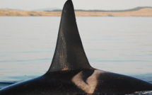 "L'orque à sa maman": comment les mères orques âgées défendent leurs fils