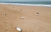 Près de deux mille manchots retrouvés morts en dix jours sur les côtes d'Uruguay