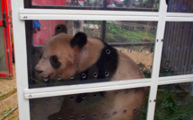 Le panda star Yuan Meng quitte Beauval sous les applaudissements