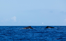 Moins de baleines dans les années à venir ?