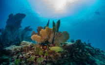 En Floride, course contre la montre pour les coraux, mis en danger par la chaleur