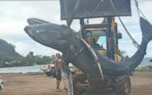 Un baleineau retrouvé à Moorea