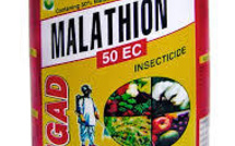 Malathion: La Nouvelle-Calédonie va saisir l'OMS sur l'usage de l'insecticide