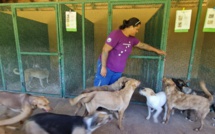 ​Les morsures de chiens errants se multiplient à Bora Bora