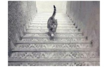 PHOTO - Est-ce que ce chat monte ou descend les escaliers ?