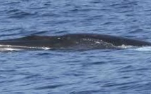 Un spécimen rare de baleine va faire la joie des scientifiques australiens