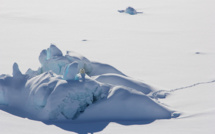 Au Groenland, les ours polaires contraints de s'adapter à cause du réchauffement climatique