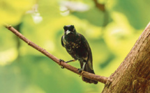 ​Le Fonds Vert au chevet des oiseaux menacés de Polynésie