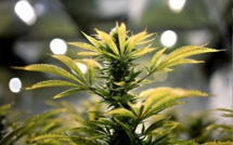​Le projet de loi cannabis est dans les tuyaux