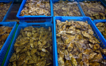 Intoxications: les huîtres du Bassin d'Arcachon interdites à l'approche du Nouvel An