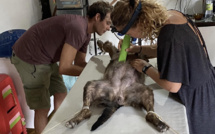 Les vétérinaires itinérants relancent l'appel à l'aide 