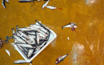 La pêche durable stagne en France et n'échappe pas au changement climatique