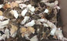 Au Canada, plus d'un millier de souris saisies dans une maison insalubre