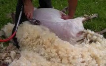 Tondeurs malpolis : « les moutons ne se sont pas encore plaints »