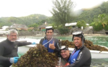 Arrachage d'algues tueuses de corail ce samedi au PK17.5