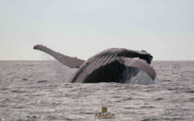 Baleine, un sanctuaire polynésien qui s'oxyde