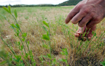 Luzerne, pois, blé: où sera-t-il possible de semer en 2050 en France?